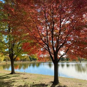 Meet your Posher, Shokriea